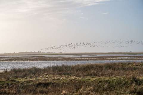 4-5. Maj: Brushøns og Bobler                                                               